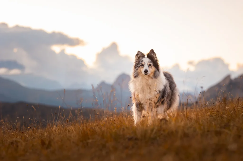 Fotowanderung mit Hund, Urlaub mit Hund in den Bergen, Dolomiten, Passo Giau mit professionellen Fotoshooting