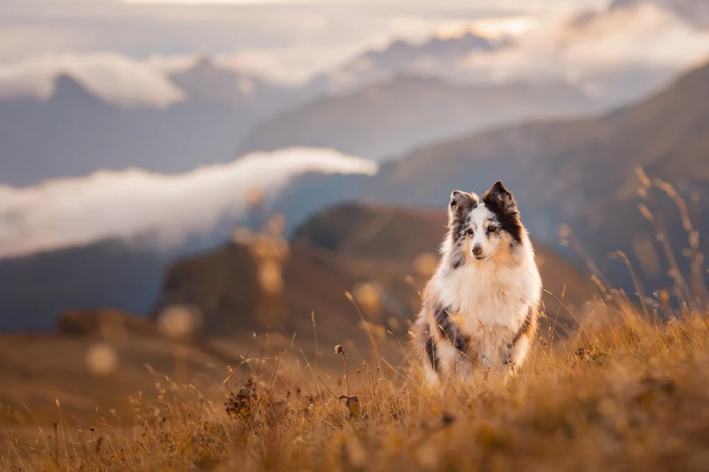 Urlaub mit Hund, Wanderungen mit Hund in den Dolomiten fotografisch festgehalten in einzigartigen Bilder für ewige Erinnerungen. Sonnenuntergang in den Dolomiten mit schönen warmen Licht