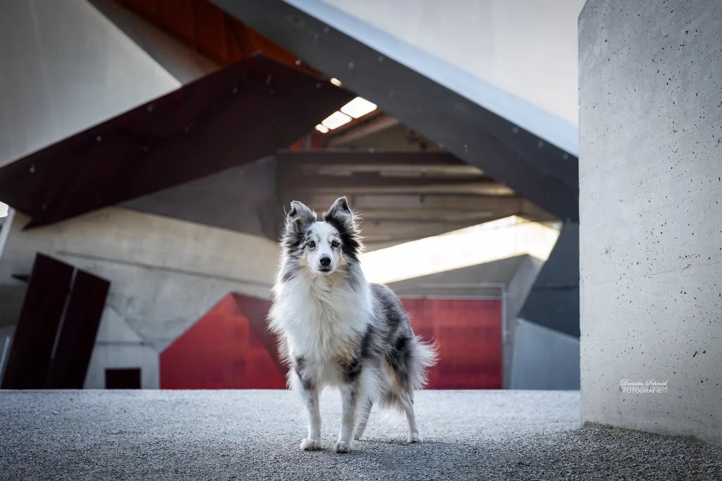 Einzigartiges Bild von wunderschönen kleinen Hund, Sheltie bei Fotoshooting mit moderner Architektur