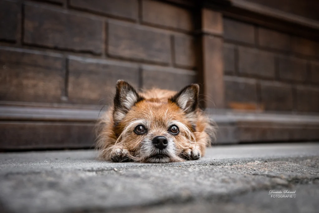 Wunderschönes professionelles Bild bei Fotoshooting in der Stadt Passau von Hund. Hundefotografie aus Bayern