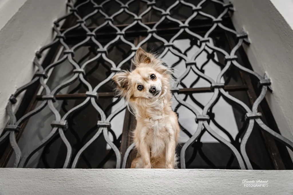 Bezauberndes Bild von Hund mit liebevollen Blick perfekt fotografiert in Stadt Passau. Professionelle Hundefotografie aus Bayern.