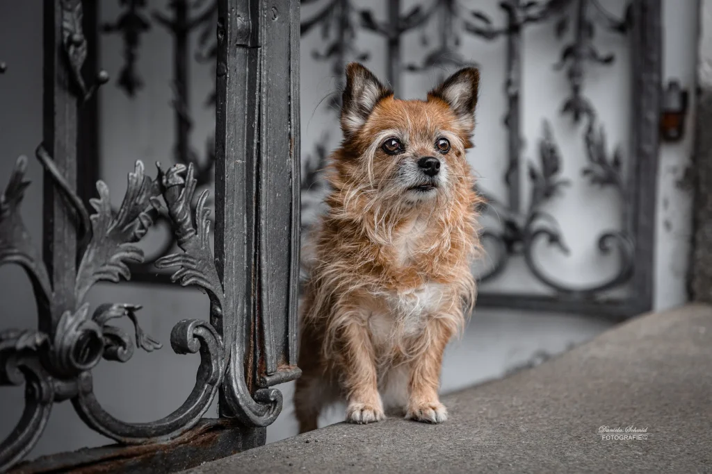 Super schönes Bild von Hund stehend vor schönen Hintergrund in der wunderschönen Altstadt von Passau.