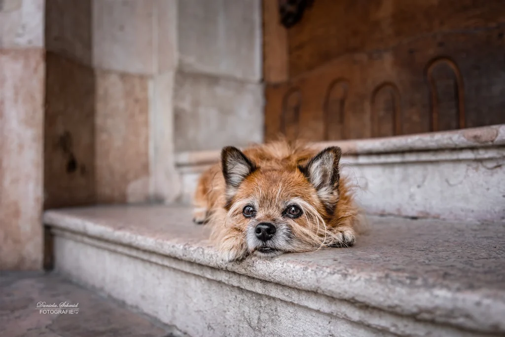 Fotoshooting mit Hund in Passau, wunderschönes Bild von kleinen liegenden Hund perfekt in Szene gesetzt.