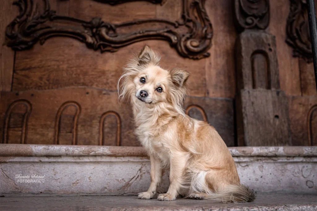 Super schönes Bild von Hund bei Fotoshooting in der Altstadt von Passau am Domplatz. Professionelle Hundefotografie von Daniela Schmid Fotografie
