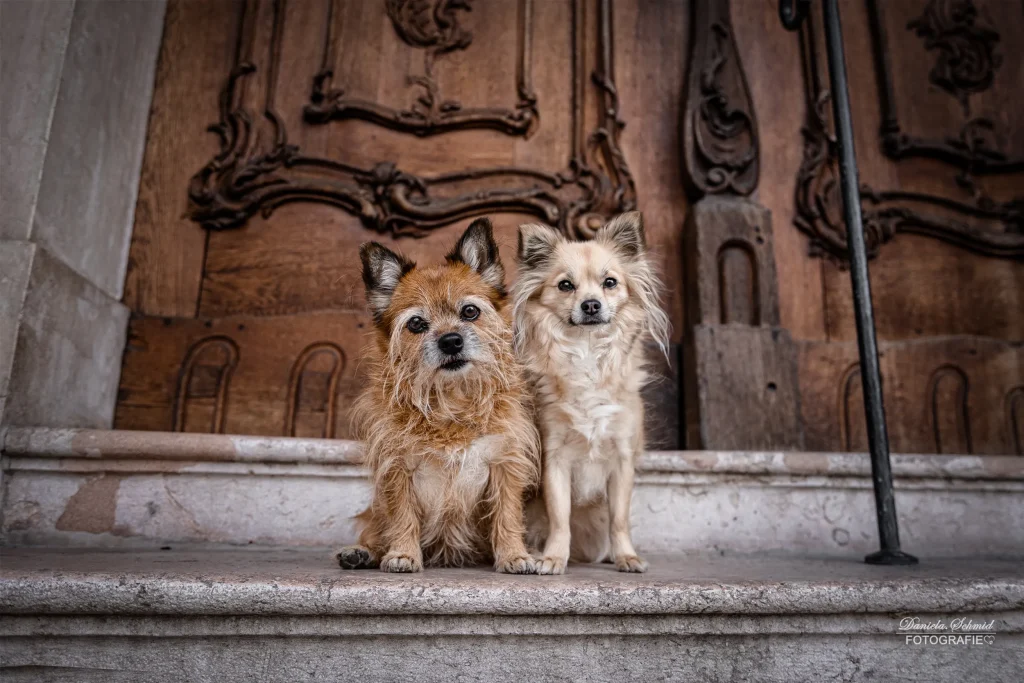 Wunderschönes Bild bei Fotoshooting in Passau mit zwei kleinen süßen Hunde. Tierfotografie aus dem Landkreis Passau