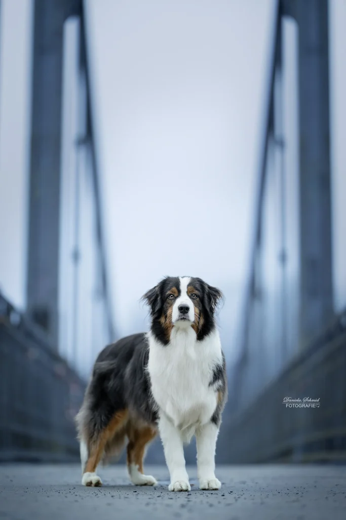 Wunderschönes Bild von einem Hund bei Fotoshooting in Passau am Morgen. Hundefotografie aus Bayern.