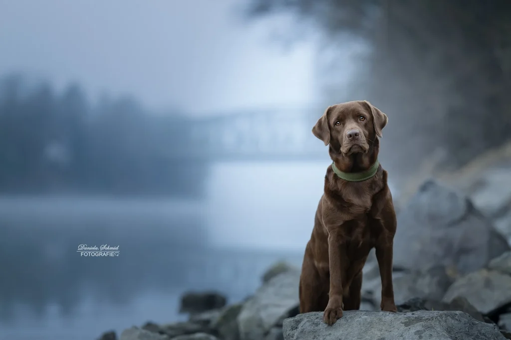 Sehr schönes Bild bei Fotoshooting am Morgen in Passau mit Hund am Ufer des Inn. Tierfotografie in der Stadt Passau