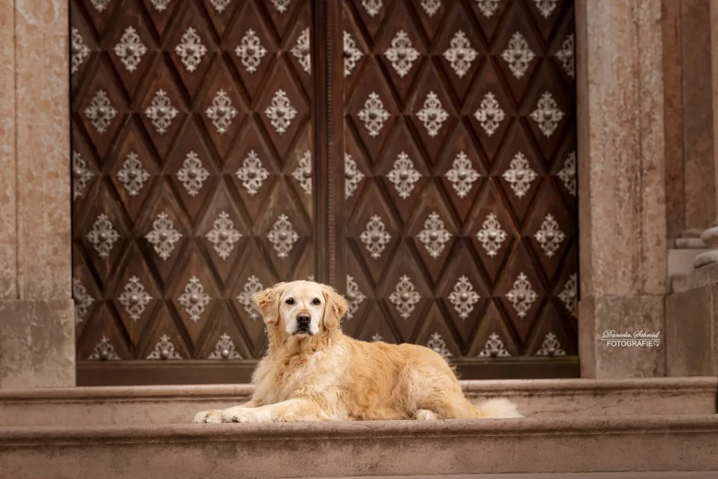 Bild von Fotoshooting mit Hund in der Stadt Passau. Professionelle Hundefotografie von Daniela Schmid Fotografie aus Niederbayern, Landkreis Passau und Bayern