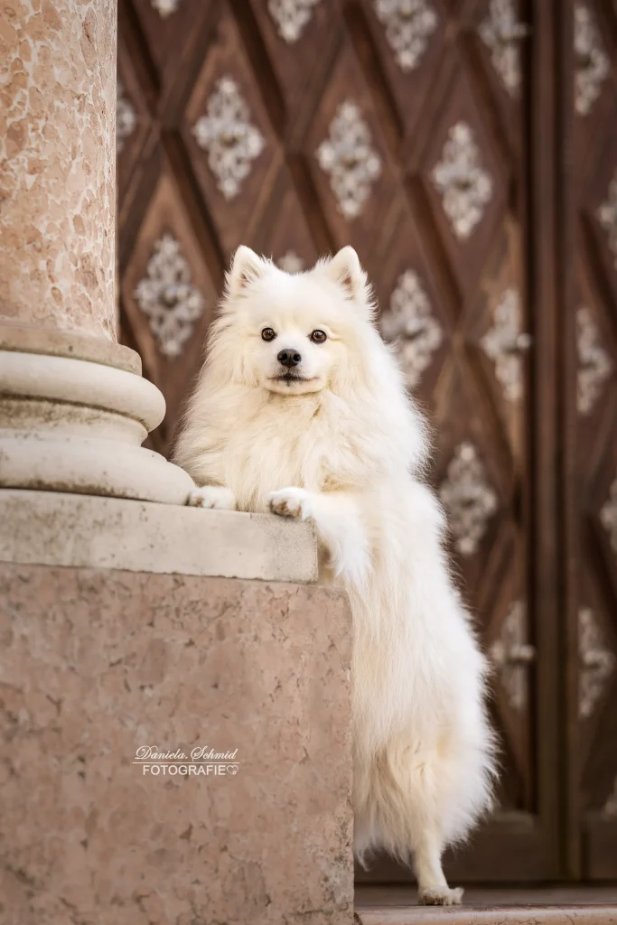 Wunderschönes Bild von Hund bei Fotoshooting in der Stadt Passau, am Domplatz, beeindruckende Kulisse für ein Fotoshooting.