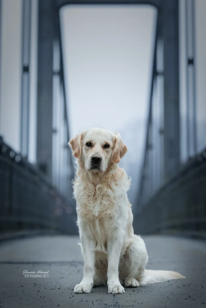 Sehr schönes Bild von Hund am Morgen bei Fotoshooting mit Hund in der wunderschönen Stadt Passau.
