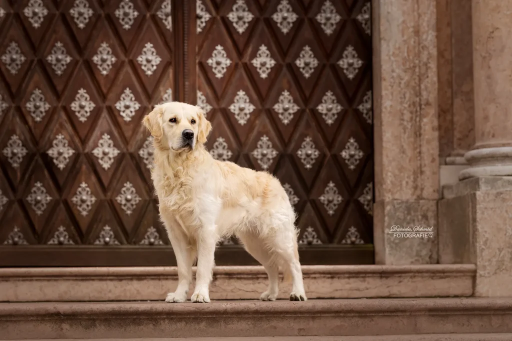 Wunderschönes Portrait von Golden Red River bei Fotoshooting mit Hund in Passau. Professionelle Hundefotografie von Daniela Schmid Fotografie.