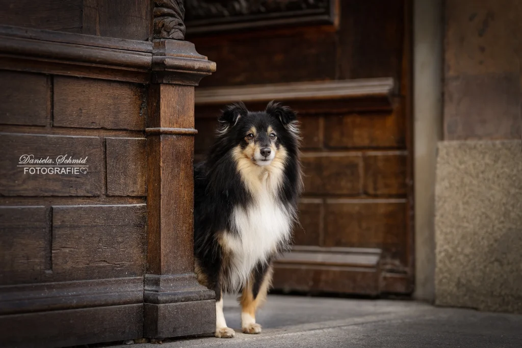 Wunderschönes Bild von Hund bei Fotoshooting in der Stadt Passau. Bild von Hund in einem Eingang mit beeindruckender Fassade