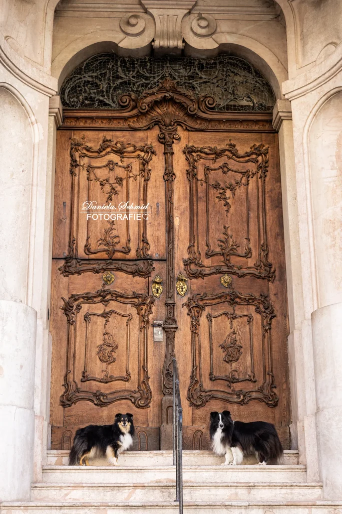 Wundervolles Bild von zwei Hunden bei Stadtfotoshooting mit Hund in Passau, Hundefotografie aus Bayern