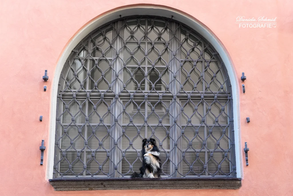 Wunderschönes Bild von kleinen süßen Hund bei Fotoshooting in Passau. Professionelle Hundefotografie aus Bayern