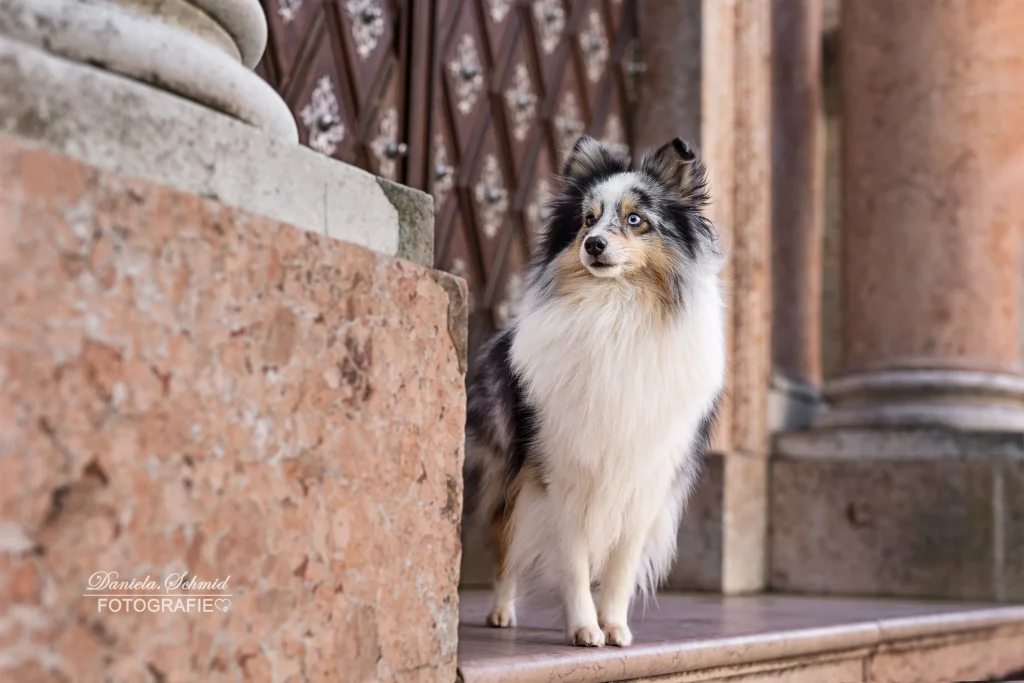 Wunderschönes Bild bei Fotoshooting mit Hund in Passau am Domplatz an den schönsten Ecken der Stadt
