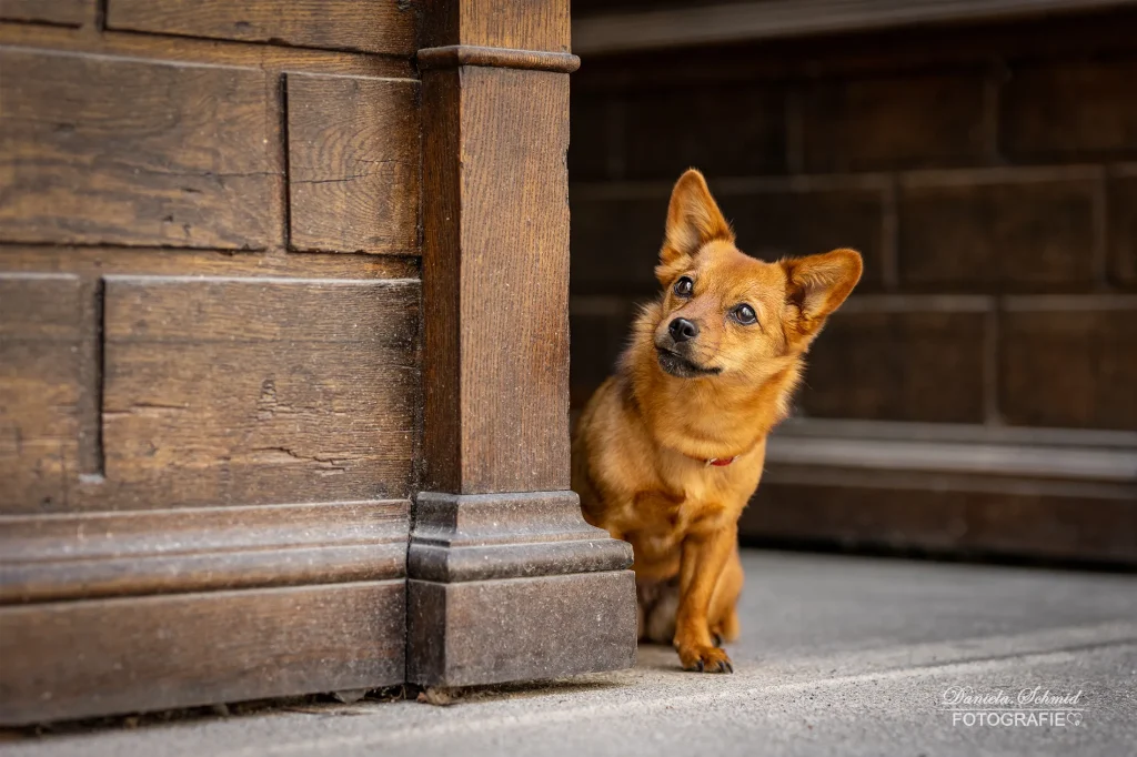 Fotoshooting mit Hund in der historischen Stadt Passau. Liebevolles Bild von süß blickenden Hund