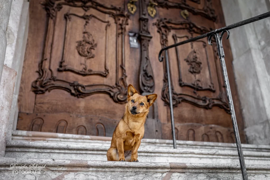 Sehr gelungenes Bild bei Fotoshooting mit Hund am Domplatz in Passau vor wundervollen Eingangsbereich. Professionelle Hundefotografie durch Daniela Schmid Fotografie