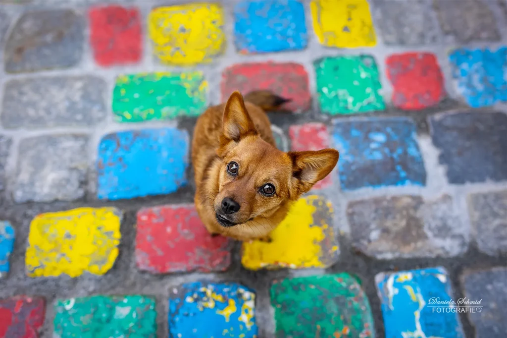Buntes Pflaster und wunderschöner Hund vereint in einem traumhaften Bild bei Fotoshooting in Passau. Hundefotografie aus dem Landkreis Passau