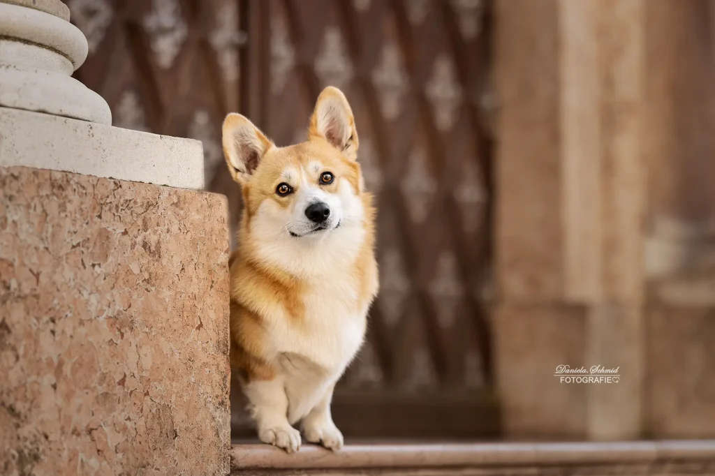 Wunderschönes Portrait von einem süßen Corgi bei Fotoshooting in Passau am Domplatz. Hundefotografie aus Niederbayern