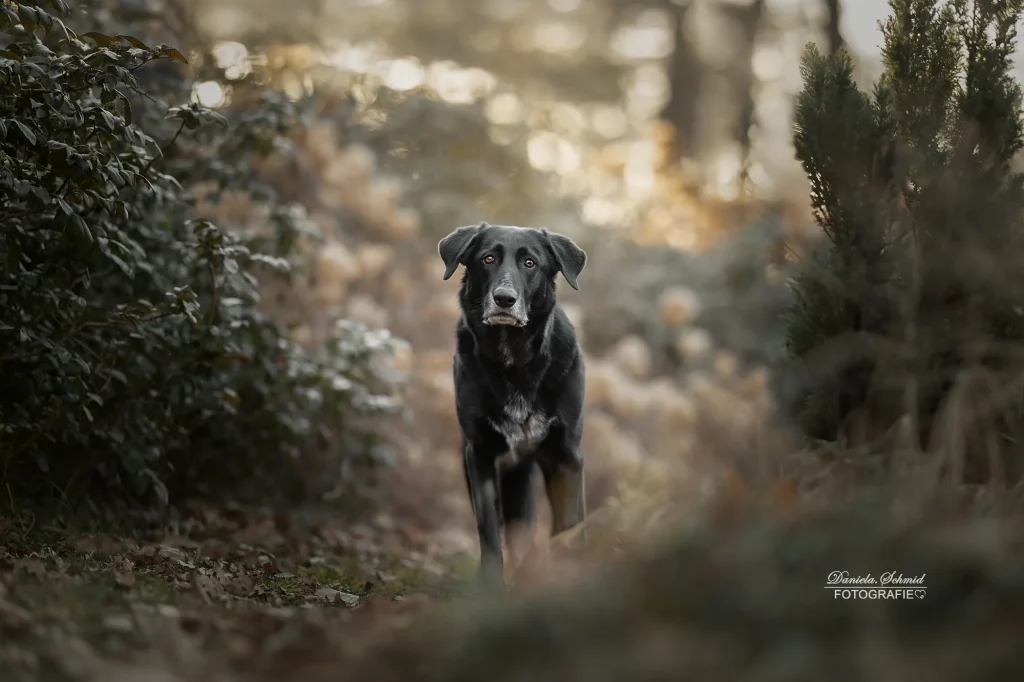 Sehr schönes Foto von einem Hund mit einer tiefen Ausstrahlung bei professionellen Fotoshooting in der Natur durch Daniela Schmid Fotografie