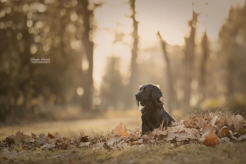 Wundervolles Bild von Hund bei Fotoshooting am Morgen zum Sonnenaufgang mit schönen Blätter und wundervoller Natur