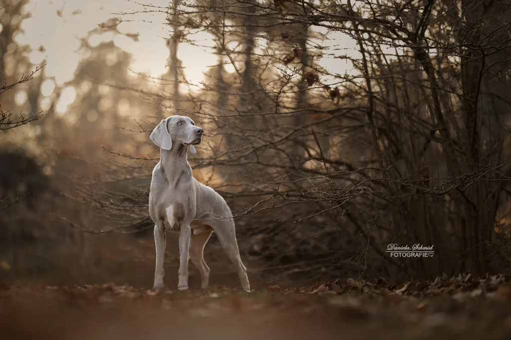 Sehr schönes Bild von einem prachtvollen Hund, Weimaraner, bei Fotoshooting in der Natur perfekt in Szene gesetzt