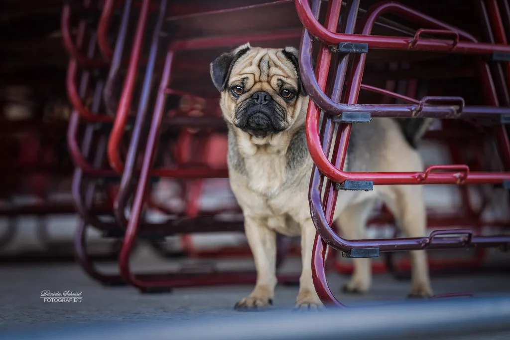Wunderschönes Bild von Mops bei Fotoshooting mit Daniela Schmid Fotografie