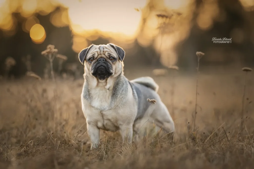 Sehr schönes Bild von einem Hund bei Fotoshooting zum Sonnenaufgang mit warmen Licht am Schlosspark Grafenegg