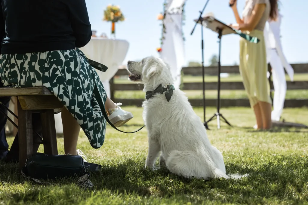 Der eigene Hund, ein treuer Begleiter seit Ewigkeiten bringt den Brautpaar die Ringe. Dieser wundervolle Moment festgehalten in Bildern von Daniela Schmid Fotografie bleibt immer in Erinnerung.