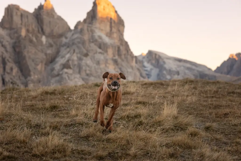 Fotowanderung mit Hund in den Bergen bei den Drei Zinnen