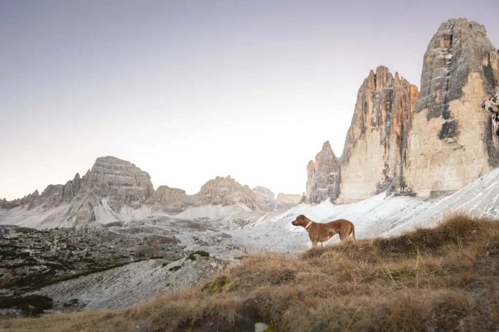 Fotoshooting mit Hund in den Bergen, Fotoshooting mit Hund Drei Zinnen