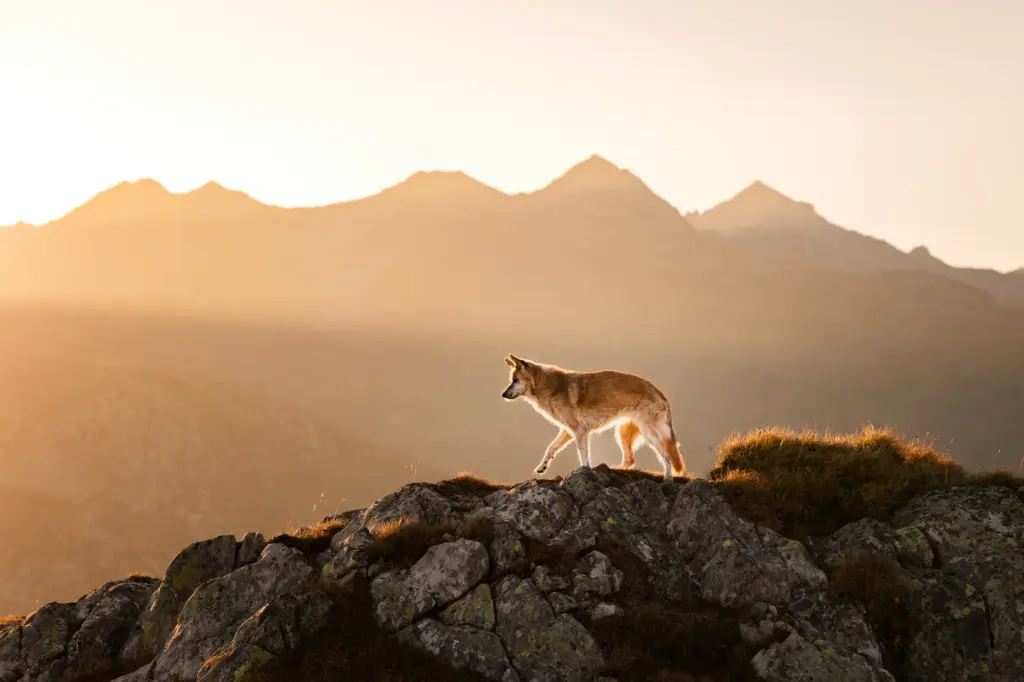 Fotoshooting von Hund am Grimslpass zum Sonnenuntergang, wunderschönes Licht + Berge