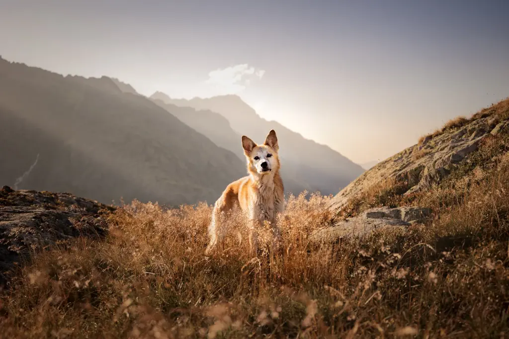 Wunderschönes Portraitbild von Hund bei Sonnenuntergang Fotoshooting am Grimslpass