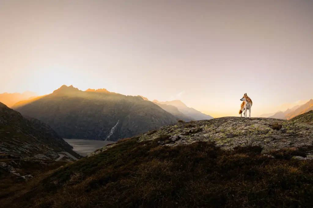 Fotoshooting mit Hund zum Sonnenuntergang in den schweizer Bergen