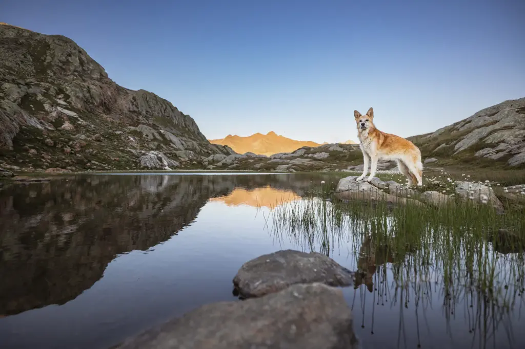Wunderschönes Bild am See von Hund zum Sonnenaufgang