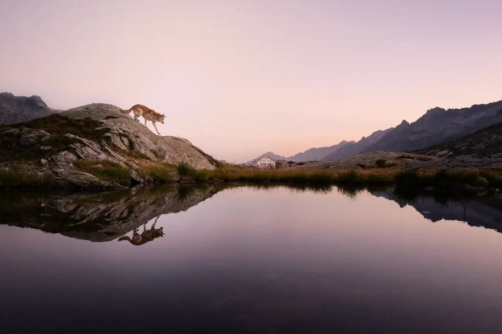 Beeindruckendes Bild von Hund bei Sonnenaufgang am Grimslpass