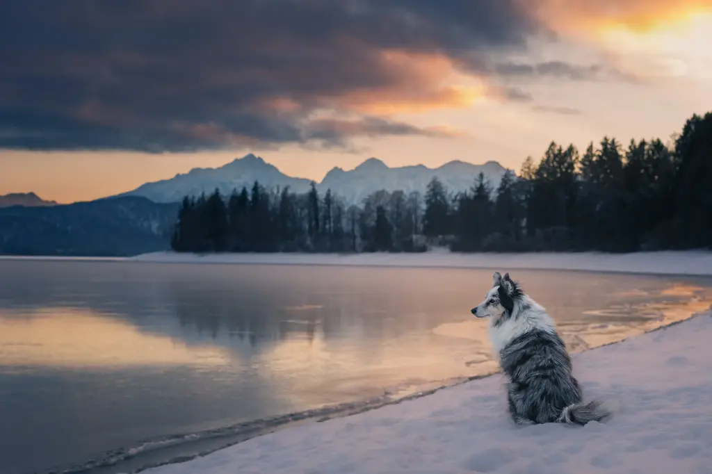 Traumhaftes Fotoshooting mit Hunde am Forggensee im Allgäu