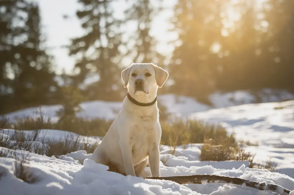 Schönes Portraitbild von Hund bei Sonnenuntergangsfotoshooting am Hochkeil