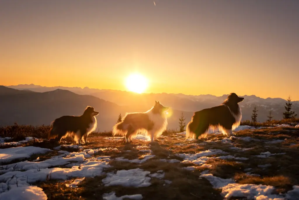 Sonnenaufgangswanderung mit Hundefotografie, leuchtende Sonnenstrahlen, Hunde stehen wunderschön in Reihe