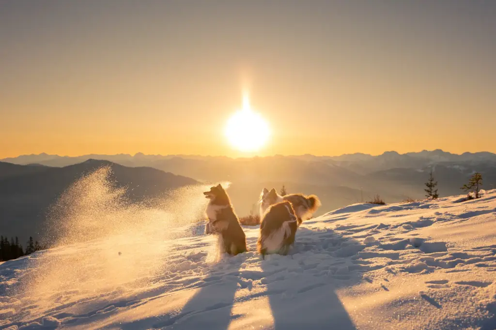 Sonnenaufgang am Hochkeil, tobenden Hunde im Schnee in atemberaubender Kulisse