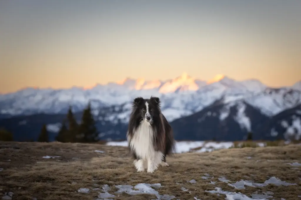 Fotowanderung in Salzburg zum Sonnenaufgang am Hochkeil mit Hund