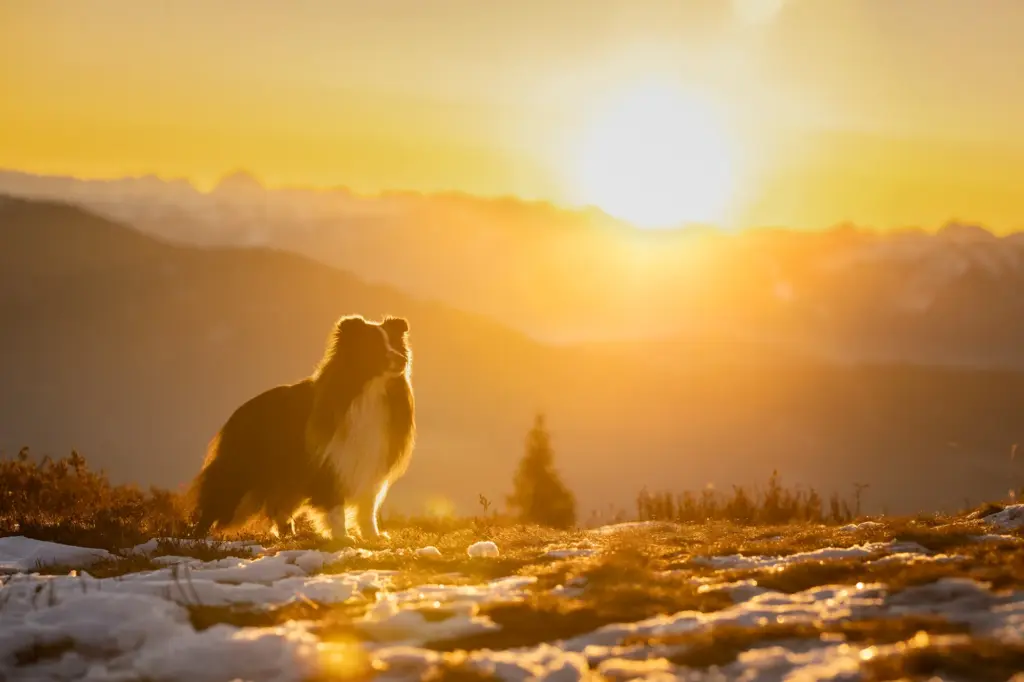 Gigantisches Bild bei Sonnenaufgang von Hund bei Fotowanderung