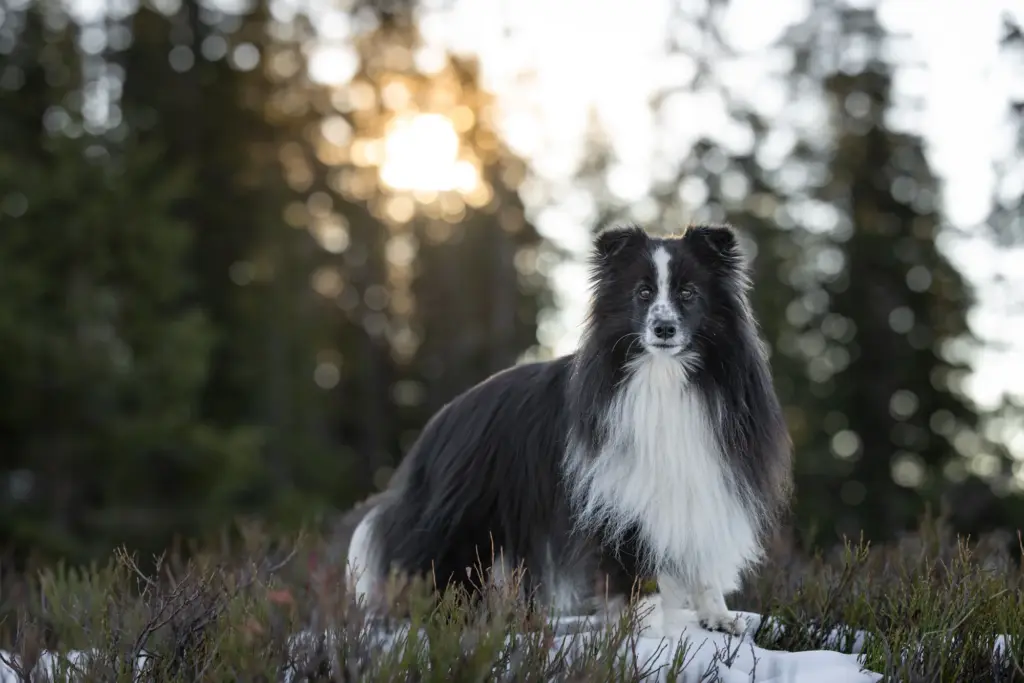 Wunderschönes Bild bei Fotowanderung mit Hund in den Bergen.
