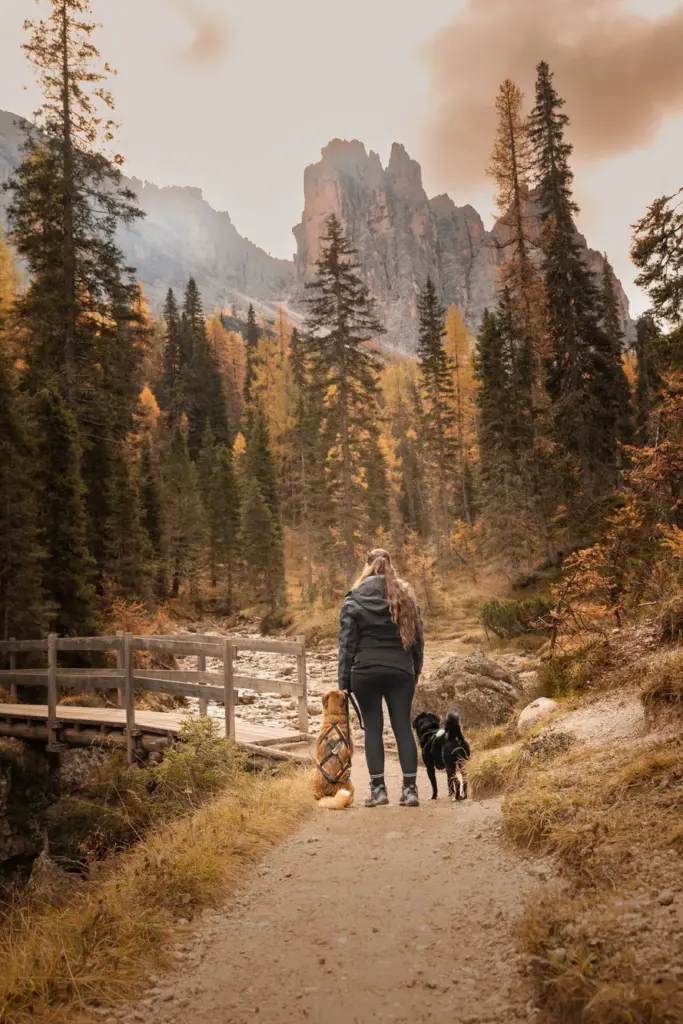 Fotowanderung im Herbst in den Dolomiten, Mensch und Hund stehend in wunderschönen Landschaft Berge, leuchtende Lärchen.
