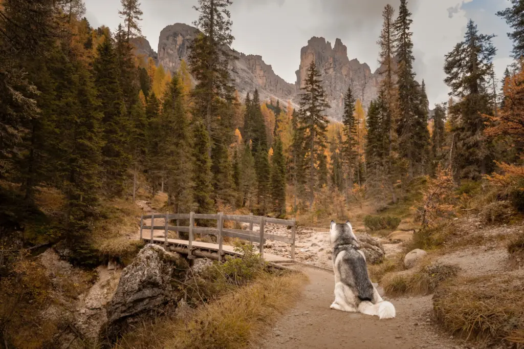 Fotowanderung zum Lago de Federa mit Mensch und Hund. Hund sitzt in einem schönen herbstlichen Wald vor einer Brücke blickend auf die hohen Felswände der Dolomiten