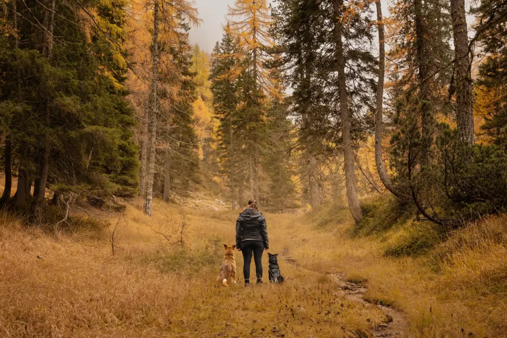 Frau steht mit ihren beiden Hunden bei Fotowanderung in den Dolomiten in einem traumhaft schönen Wald, herbstliche Farben, goldige warme Stimmung, einzigartig, Fotoshooting