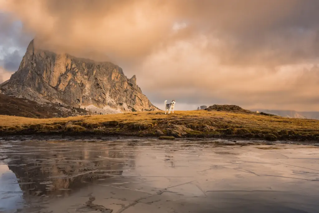 Schönes Bild von einem Husky bei Sonnenaufgang in den Dolomiten. Schönes warmes goldiges Licht taucht die Landschaft in schöne Farben