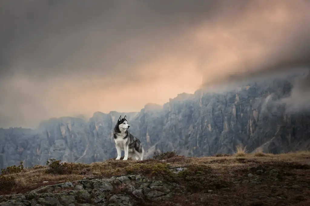 Bild zeigt einen Hund bei Fotoshooting zum Sonnenaufgang am Passo Giau. Im Hintergrund eine gewaltige Felswand mit leuchtenden Wolken.