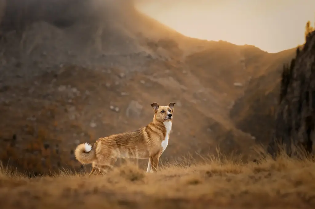Traumhaftes Bild von stehenden Hund mit gespannten Blick in den Bergen der Dolomiten zum Sonnenaufgang, goldige Farben