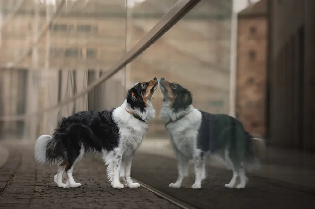 Fotoshooting mit Hund in Nürnberg